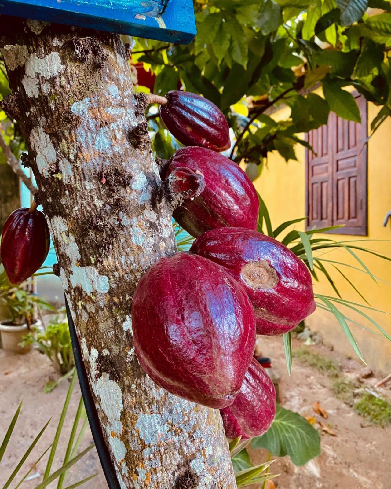 Caraiva Recanto Pousada De Ferias Dış mekan fotoğraf